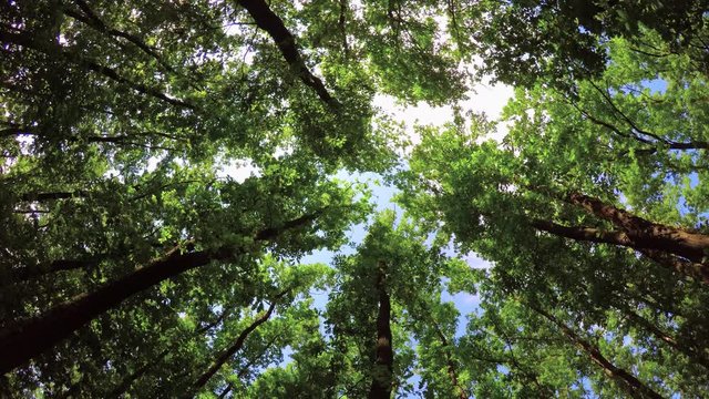 Green oak forest at spring