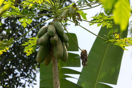 Kakao (Theobroma cacao)