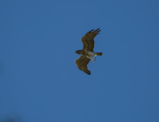 Buteo buteo flying