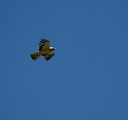 Hieraaetus pennatus flying