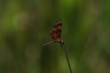 Dragon Fly