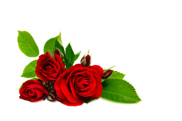 Red roses and buds on a white background with space for text. Valentine composition.