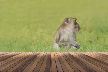 wooden floor and monkey sitting on the green field in background space for your text or object in photo.
