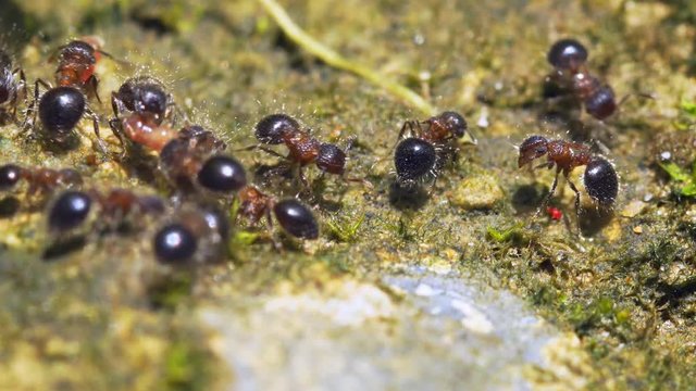 Little Fuzzy Ants in Extreme Closeup in Thailand. UltraHD 4k video