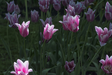 Fototapeta premium Flower tulips background