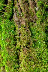 green moss on the tree. mossy bark background.