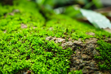 green moss on the stone. mossy rocks background.