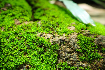green moss on the stone. mossy rocks background.