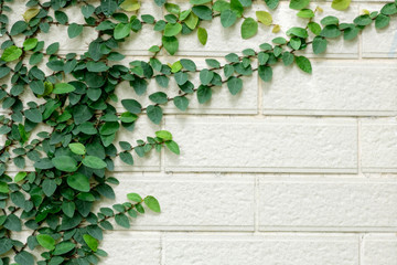 leaves on wall background for wallpaper.