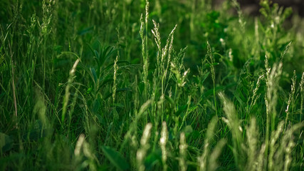 Close-up view of fresh green grass on a meadow lit with sun on a summer afternoon
