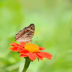 Closeup butterfly on flower (Lemon Pansy butterfly)