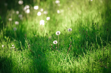 Dandelion blowballs on a peaceful meadow of fresh green grass in the sunny summer afternoon.