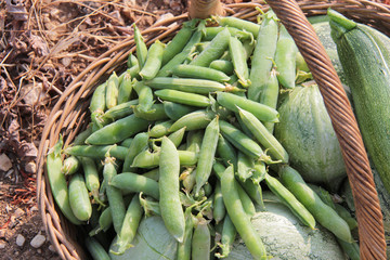 Panier de légumes