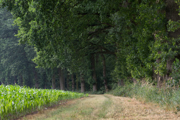 Fototapeta premium road