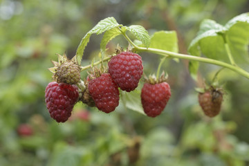 Raspberry season