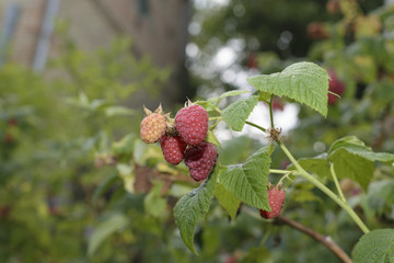 Raspberries