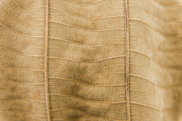 close up dry leaf texture