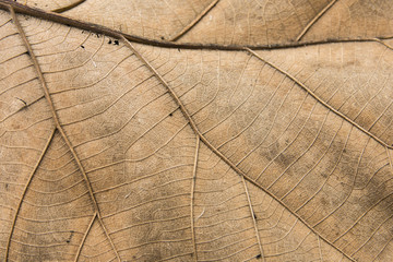 close up dry leaf texture