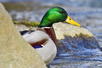 Wildente im Frühjahr