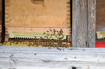 Bienenstock, Bienen