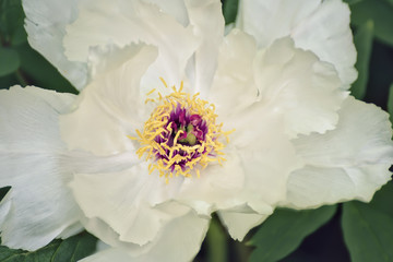 Flower of a white tree-like peony close-up. Delicate petals, lush bloom
