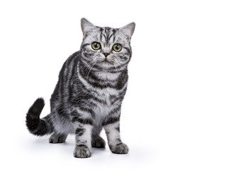 British Shorthair standing isolated on white background looking at camera