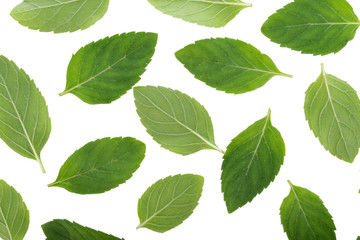 Peppermint on white background