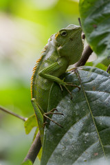 Leguan in einer Kaffeeplantage - Bali - Indonesien