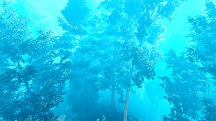 Disaster with fire in the forest 3d rendering