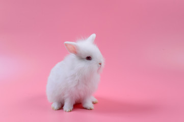 white fluffy bunny on pink background, story for playboy,  Rabbit can breed all the time.