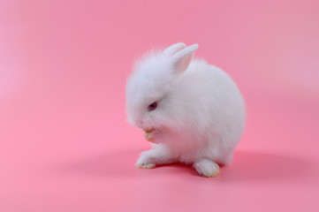 white fluffy bunny on pink background, story for playboy,  Rabbit can breed all the time.