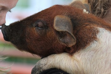  Ferkel auf dem Arm