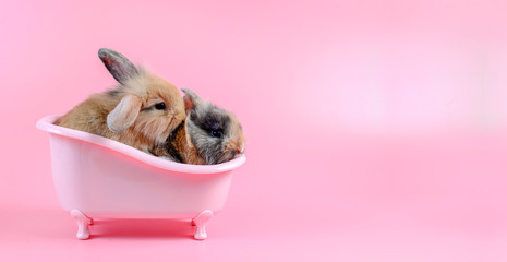 two brown fluffy bunny in pink bathtub on pink background, story for playboy, Bathing Bunny, Rabbit can breed all the time. copy space