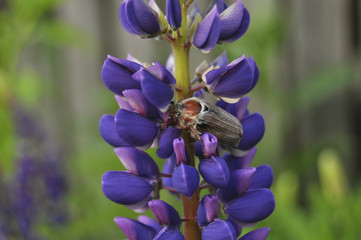 Майский жук на цветке люпина на зеленом фоне 
