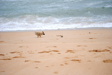 cão a brincar na praia