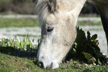 beautiful irish pony eating