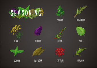 Spices and seasoning. Cooking ingredients. Culinary herbs and plants collection.