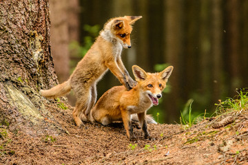 Red fox in the woods(Vulpes vulpes) 