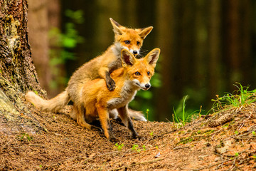 Red fox in the woods(Vulpes vulpes) 