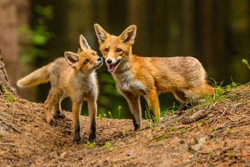 Naklejka na ściany i meble Red fox in the woods(Vulpes vulpes) 