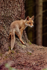Red fox in the woods(Vulpes vulpes) 