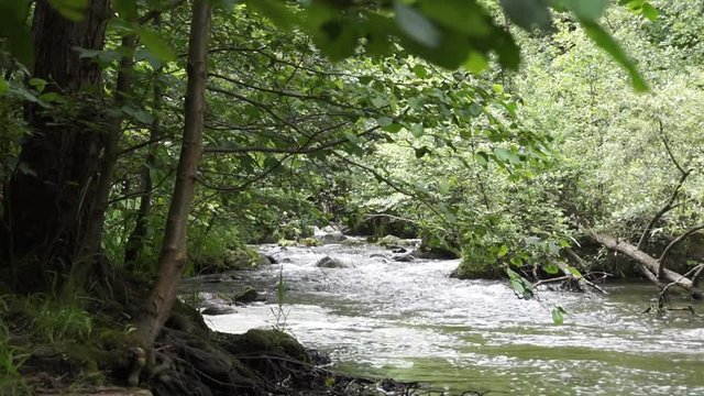 bach im Wald, Bodetal, Harz, Deutschland