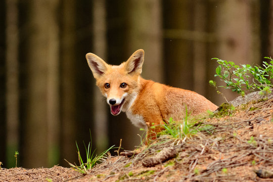 Red fox in the woods(Vulpes vulpes) 