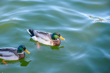 Obraz premium Ducks on water