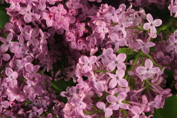 Close-up branch of violet lilac . Selective Focus