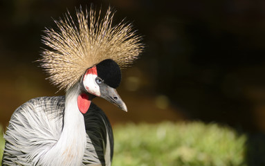 Close-up Portrait of a Grey Crowned Crane 