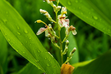 Blossom of galangal and leaf island water.