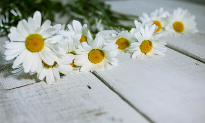 Obraz premium White daisies on an old white wooden table. Selective focus. Summer background for a card from copy space