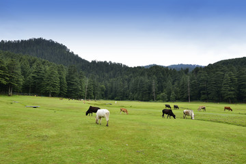  Khajjiar Hill Station Near Dalhousie India 
