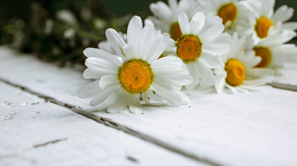 Obraz premium White daisies on an old white wooden table. Selective focus. Summer background for a card from copy space